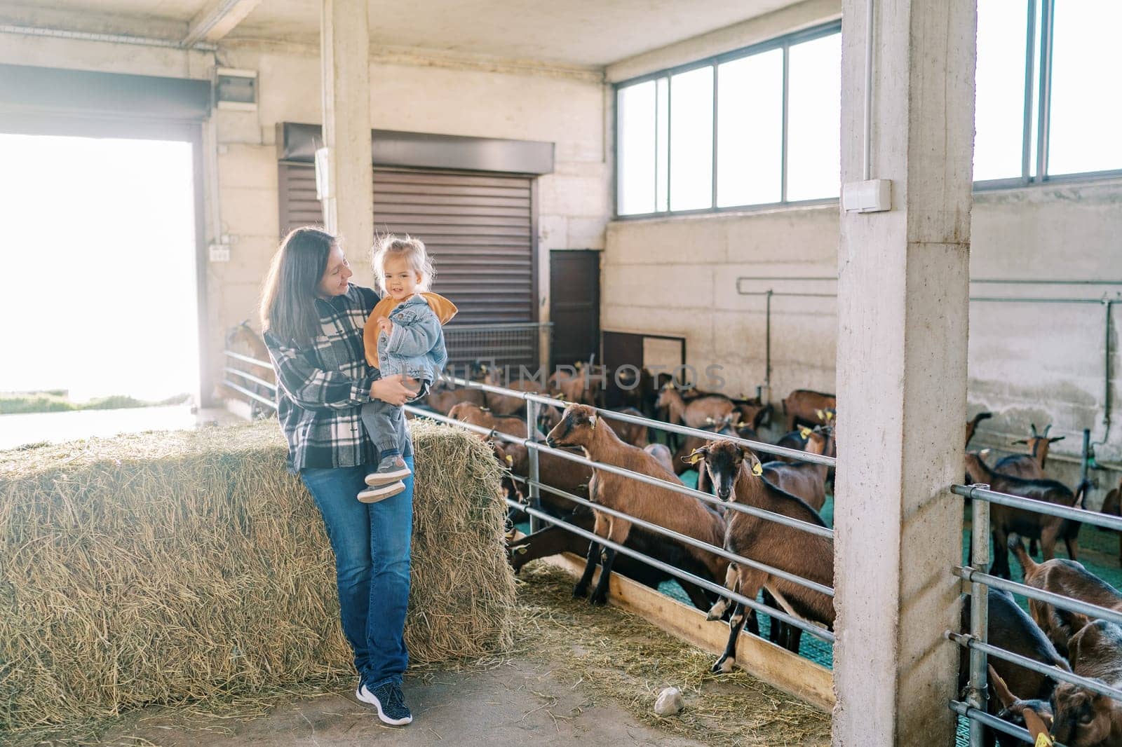 Herd of brown goats in a paddock look at a mother with a little girl in her arms standing by a haystack. High quality photo