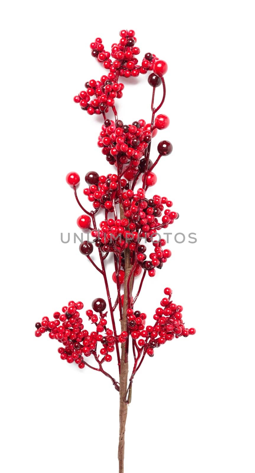 Decorative branch with red berries on a white background, Christmas decor by ndanko