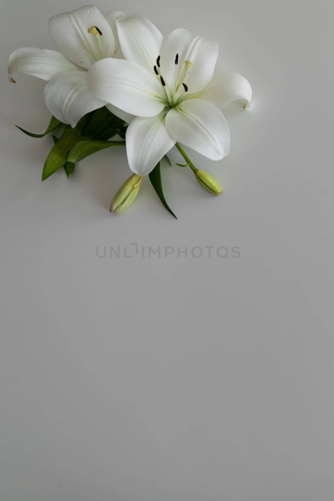 a white lily flowers on a white background