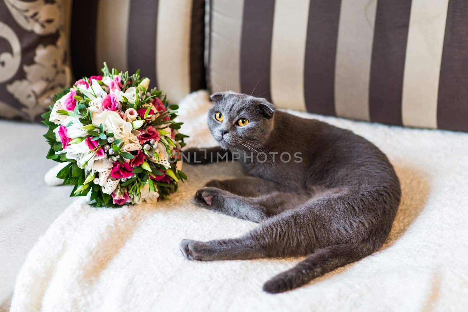 scottish fold cat and wedding bouquet. Bridal fresh bouquet