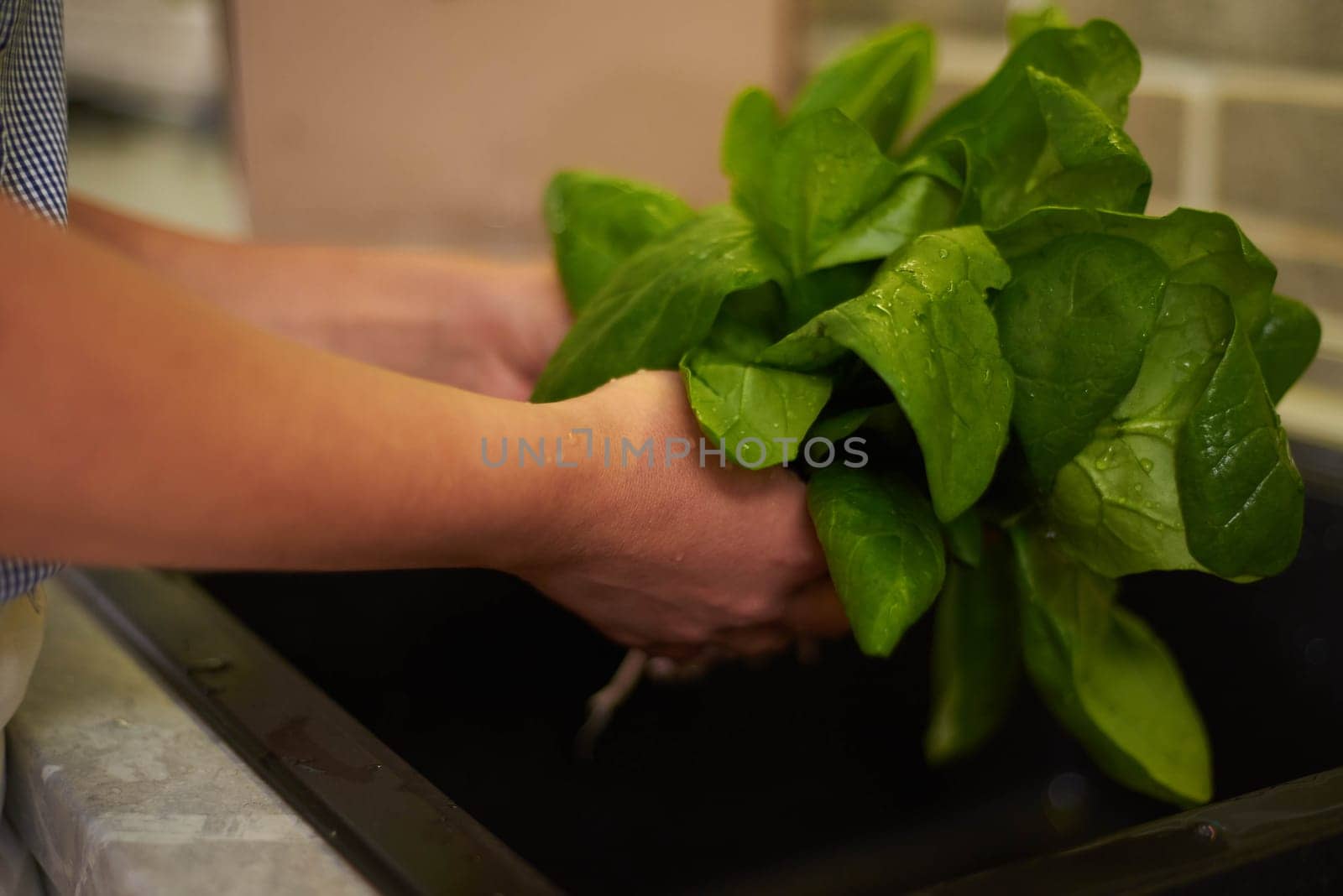 Details on the hands of unrecognizable woman housewife washing green spinach salad leaves in kitchen sink, under flowing water. Dinner at home concept. Healthy eating and dieting concept. Close-up