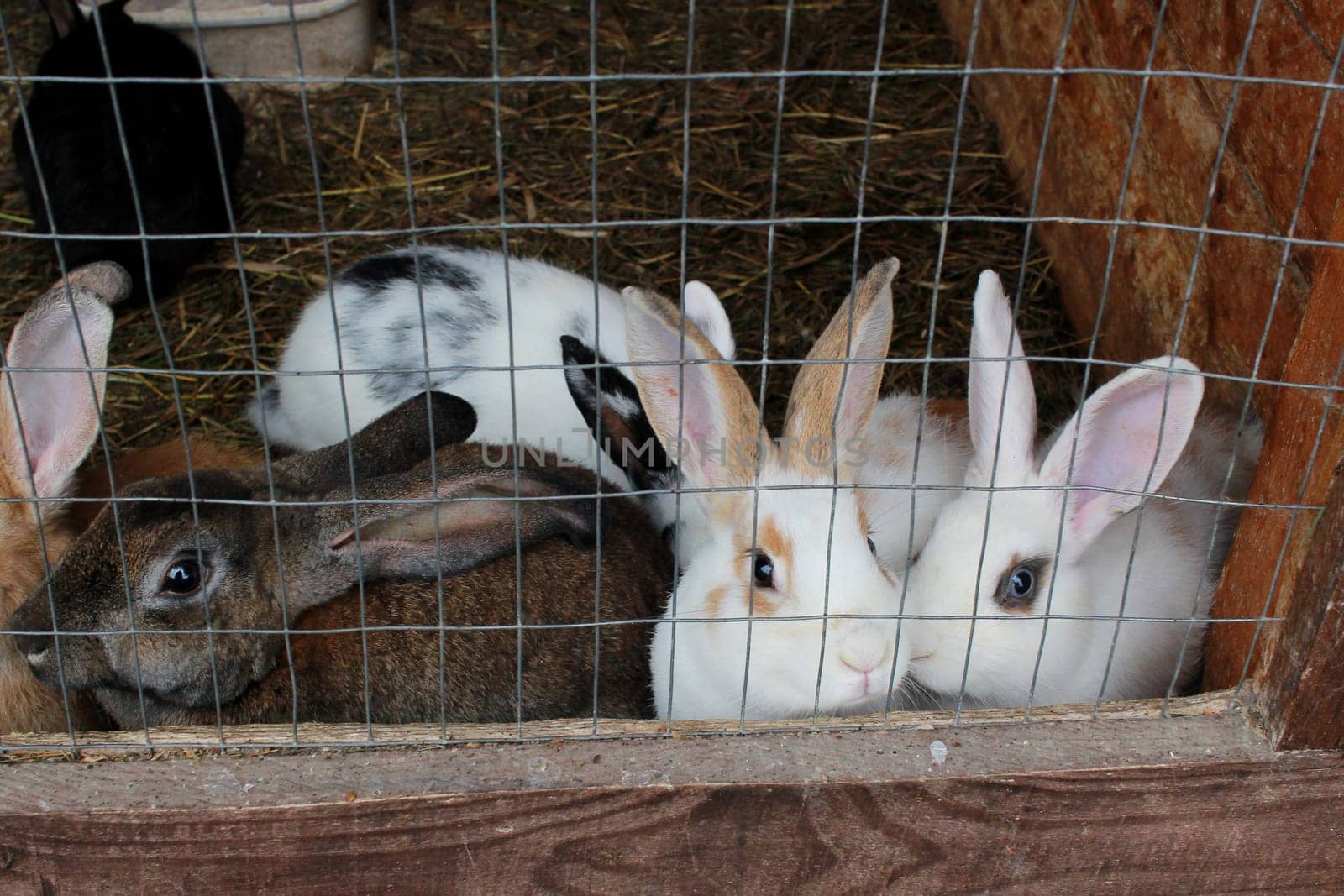 Photo white and brown rabbits in a cage on the street. Keeping pets.