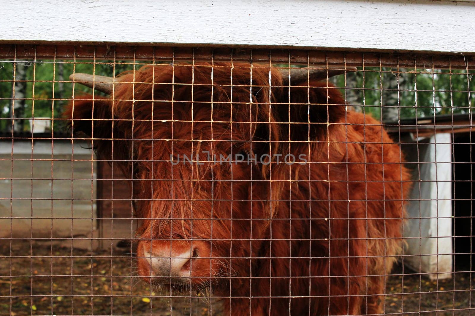Photo of a brown buffalo in a cage, behind bars. Zoo. Keeping animals.