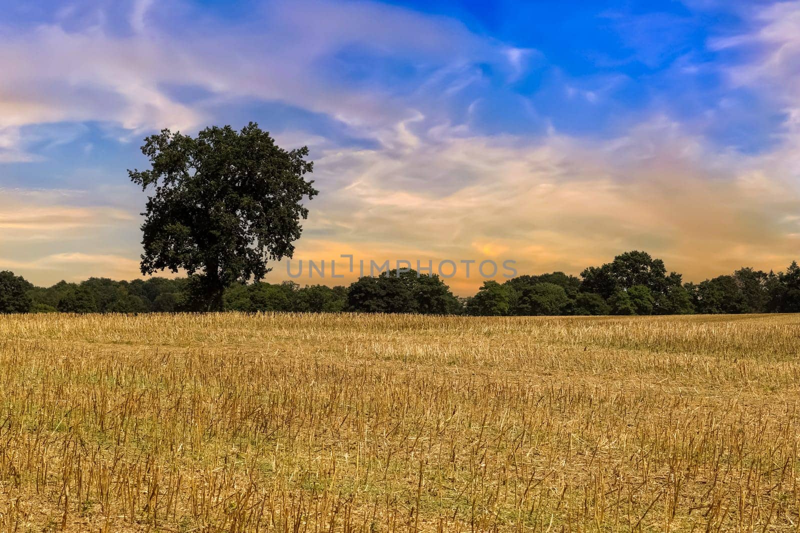 View of a crop field with a beautiful sky
