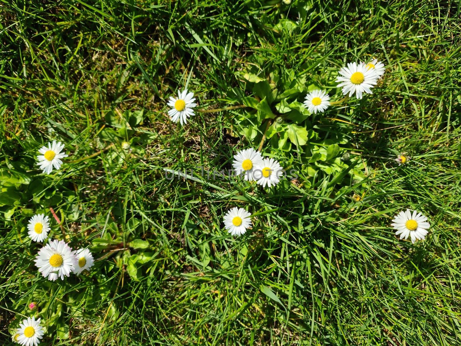 Daisy flowers in green grass. by MP_foto71