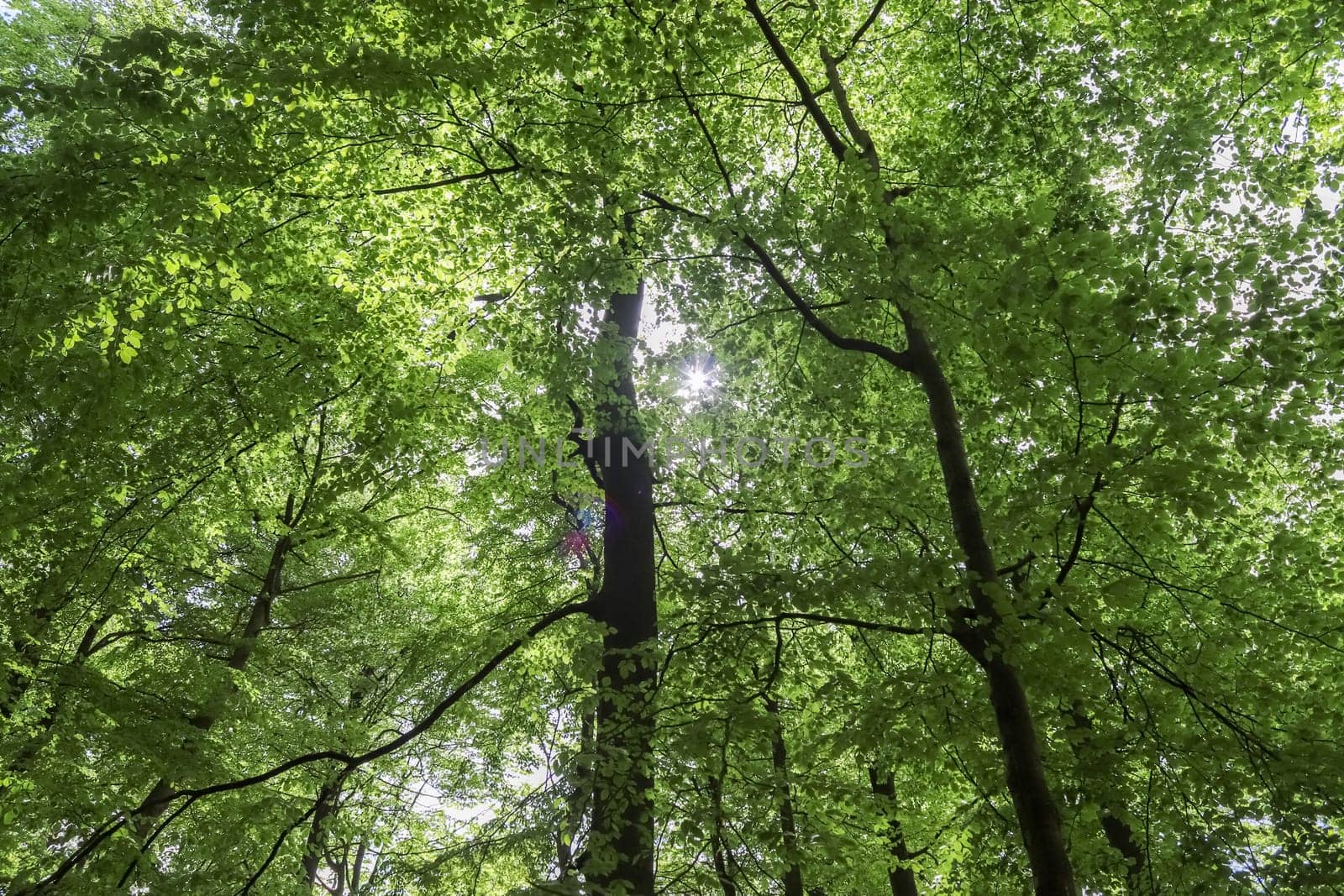 Beautiful view into a green forest with sunlight casting deep shadow.