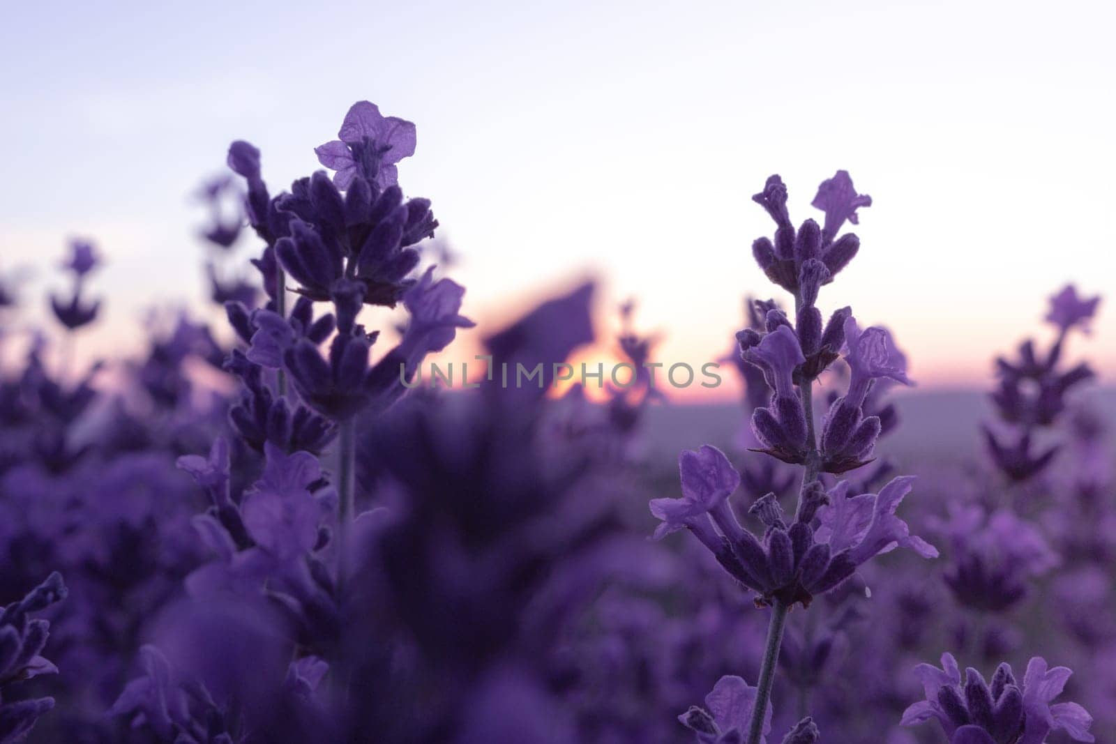 Lavender flower field closeup on sunset, fresh purple aromatic flowers for natural background. Design template for lifestyle illustration. Violet lavender field in Provence, France. by panophotograph