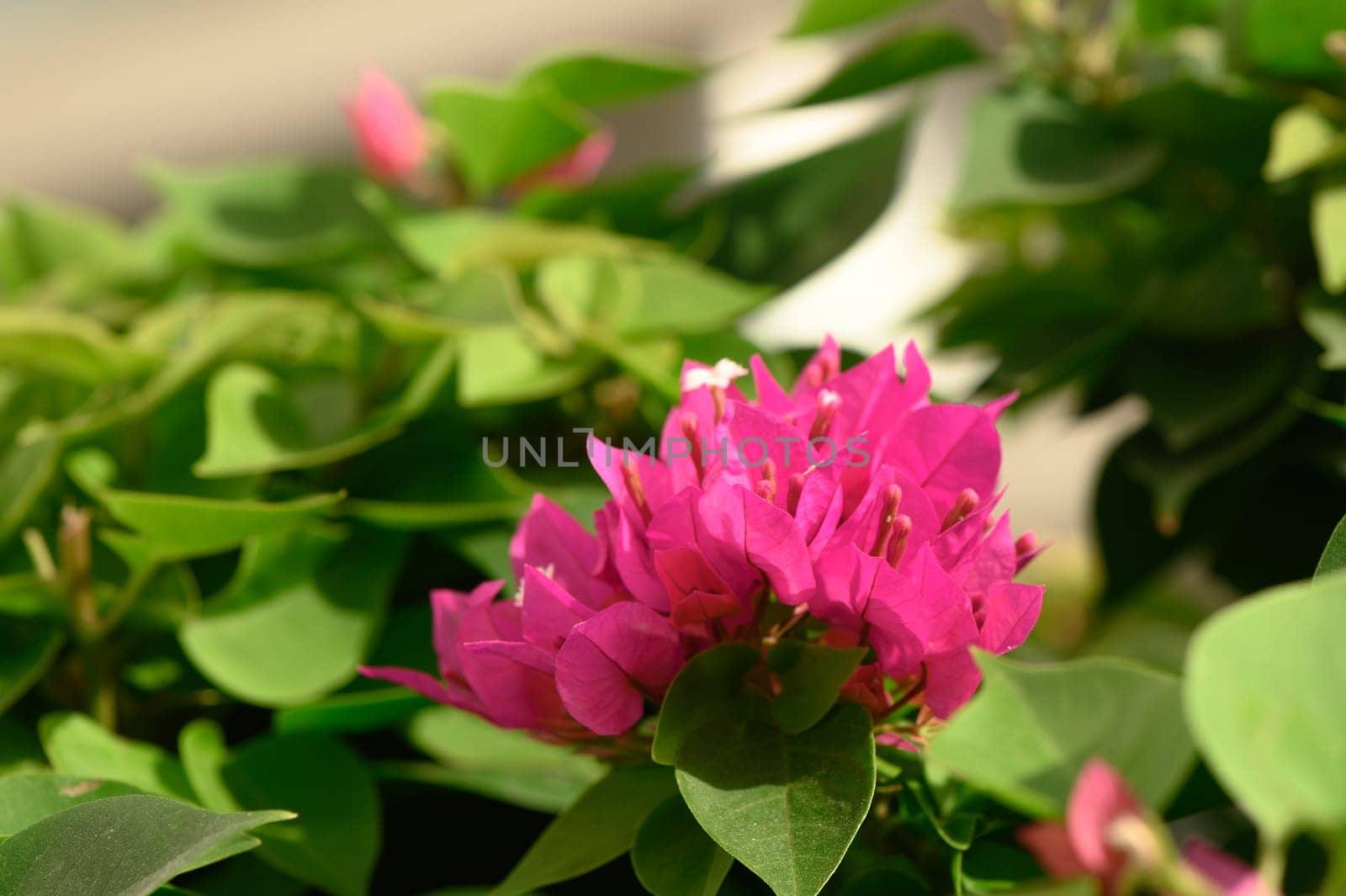 beautiful red tropical flower on a bush