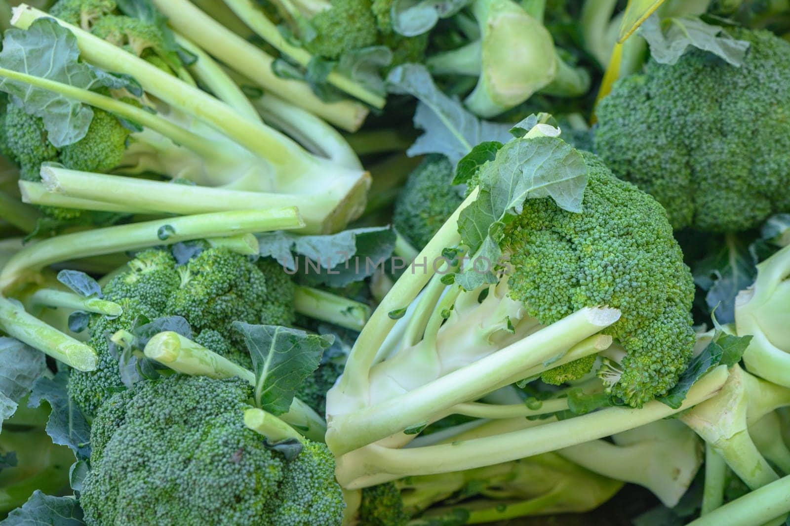fresh broccoli at the market on the island of Cyprus in autumn