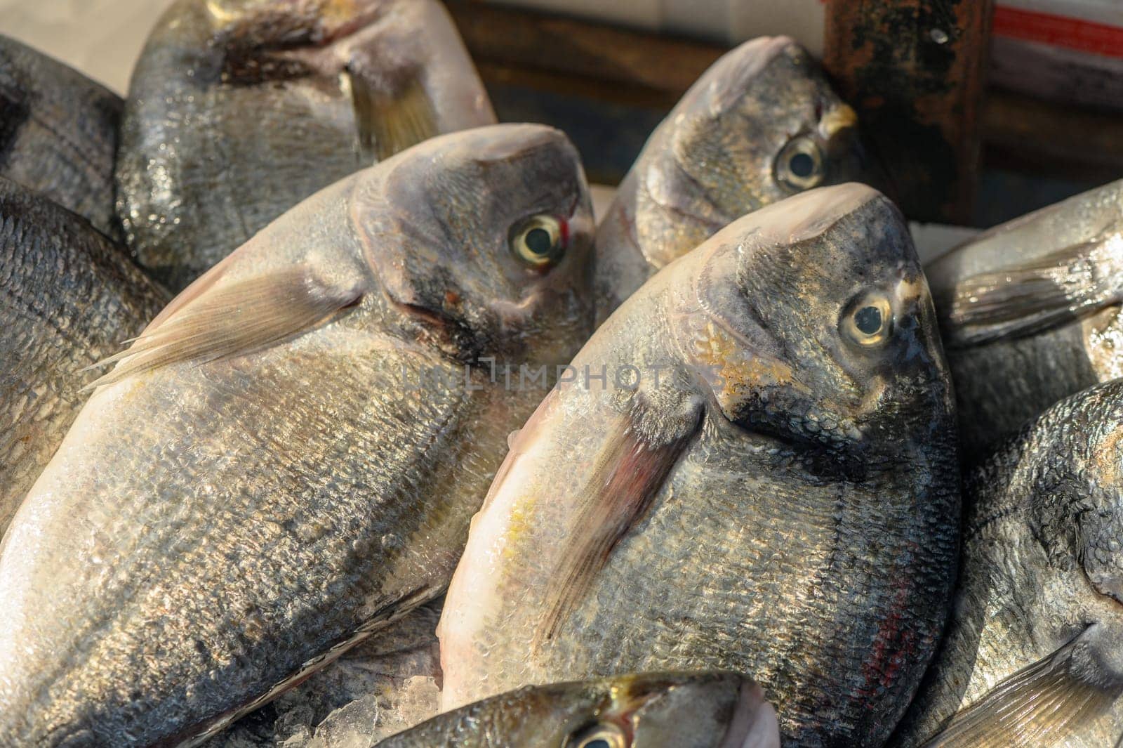 fresh dorado on ice at a local market in the Mediterranean 4 by Mixa74