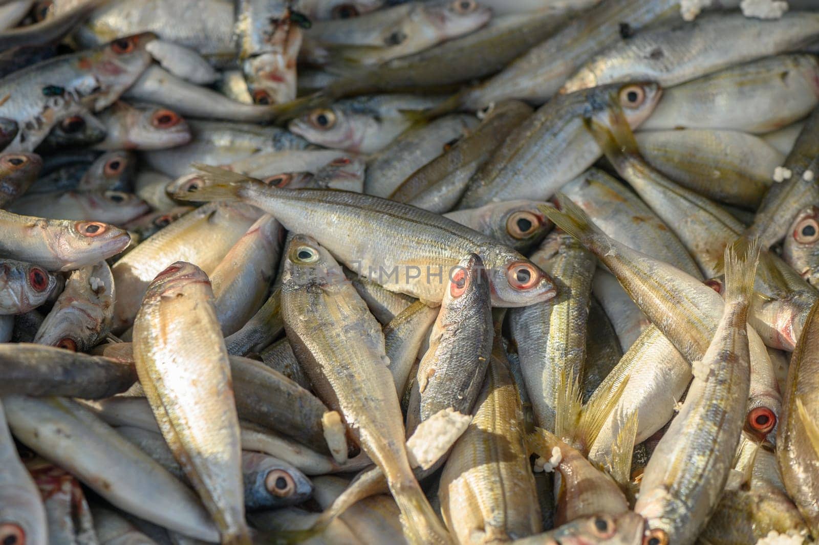 fresh local small fish on ice at a local market in the mediterranean 2 by Mixa74