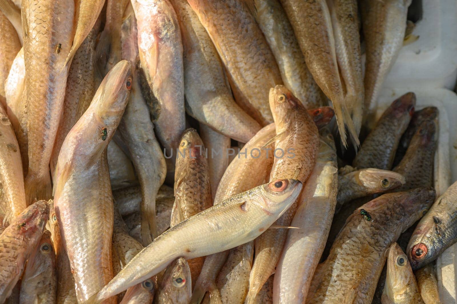 fresh local small fish on ice at a local market in the mediterranean 4 by Mixa74