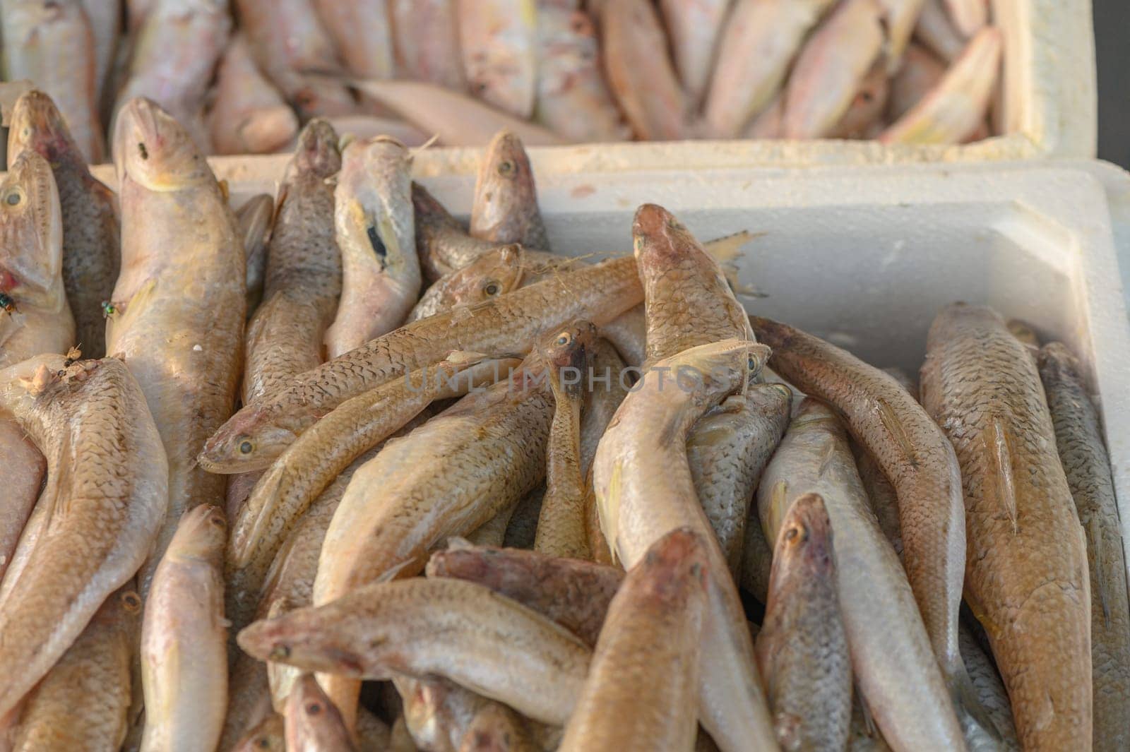 fresh local small fish on ice at a local market in the mediterranean 2