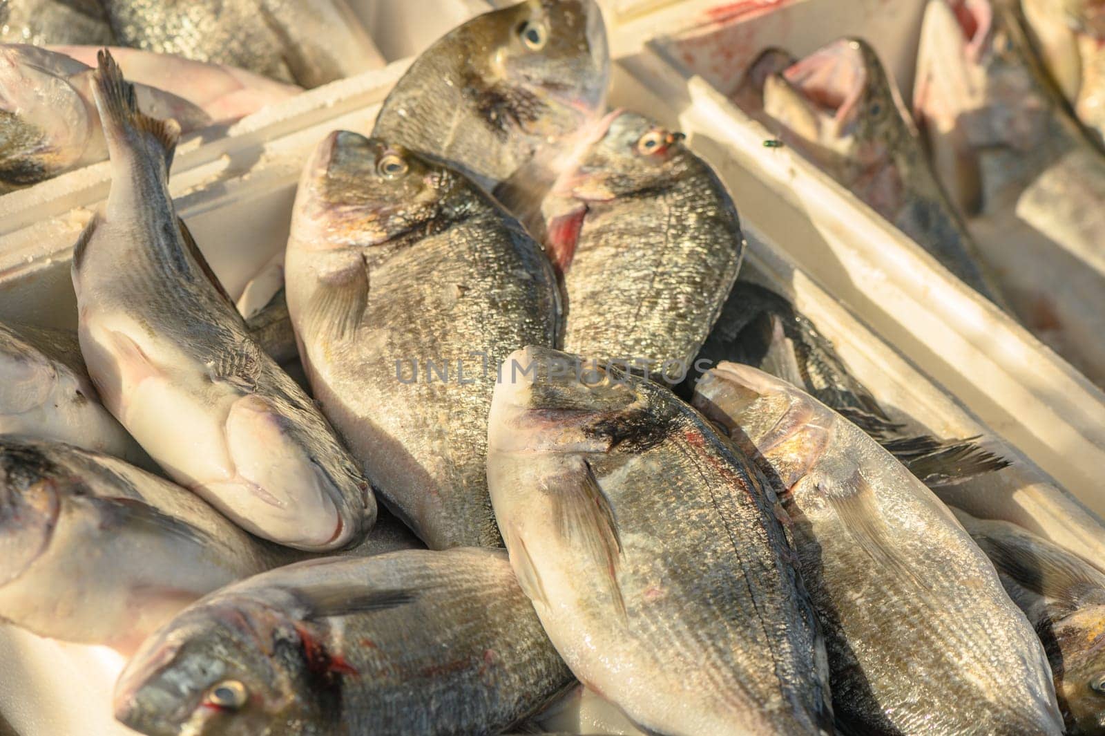 fresh dorado on ice at a local market in the Mediterranean 2 by Mixa74