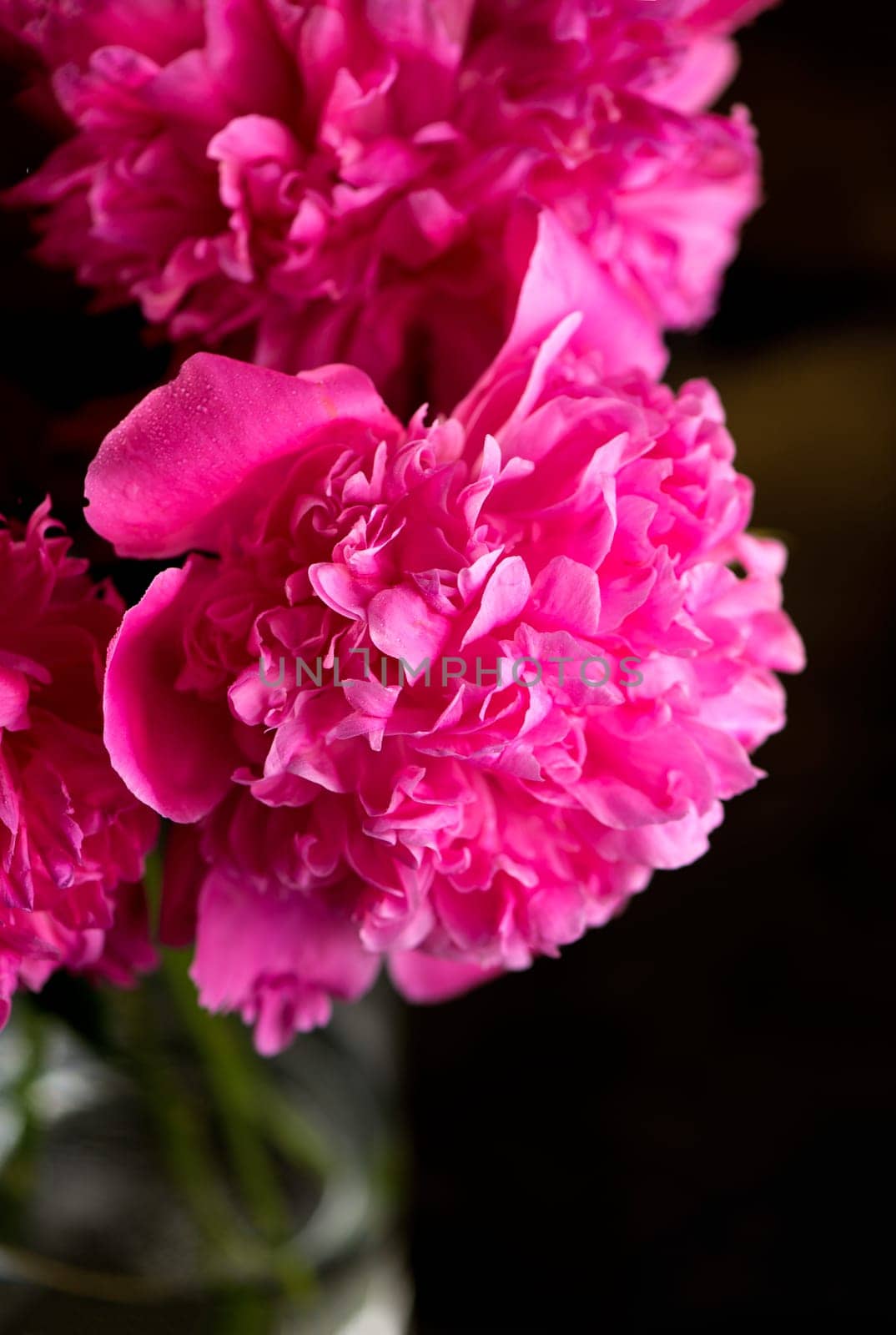 Pink floral background. Background bouquet of beautiful pink peonies. Blooming peony flowers, close-up. Wedding background, Valentine's day concept. Blossom, flower close-up by aprilphoto