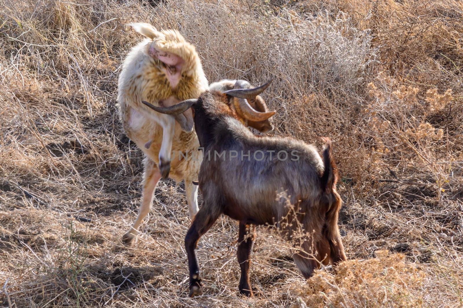 Domestic sheep graze in Cyprus 5