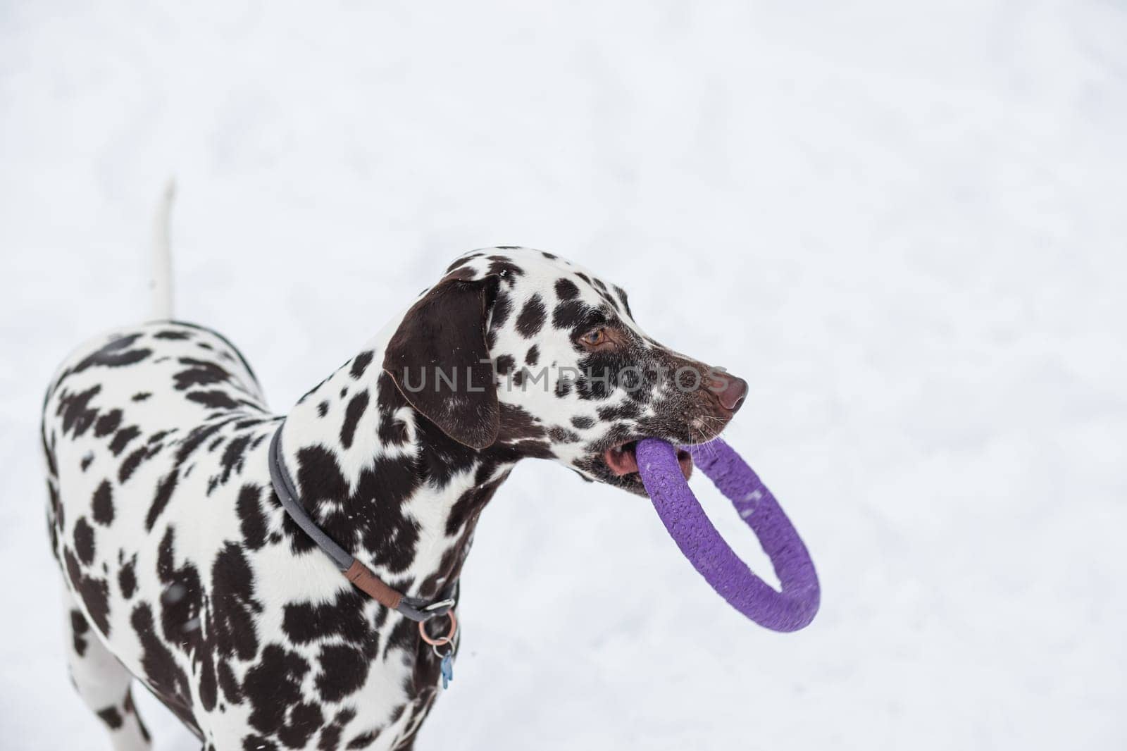 Dog holding toy and looking up inviting to play. Winter fun with pet