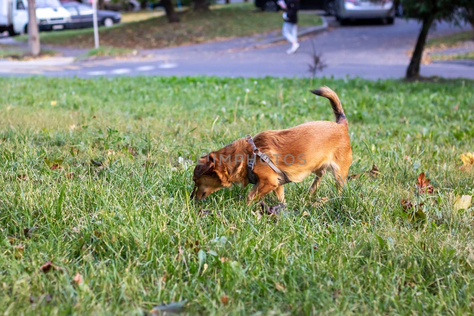 Ginger dog sniffing the ground close up by Vera1703