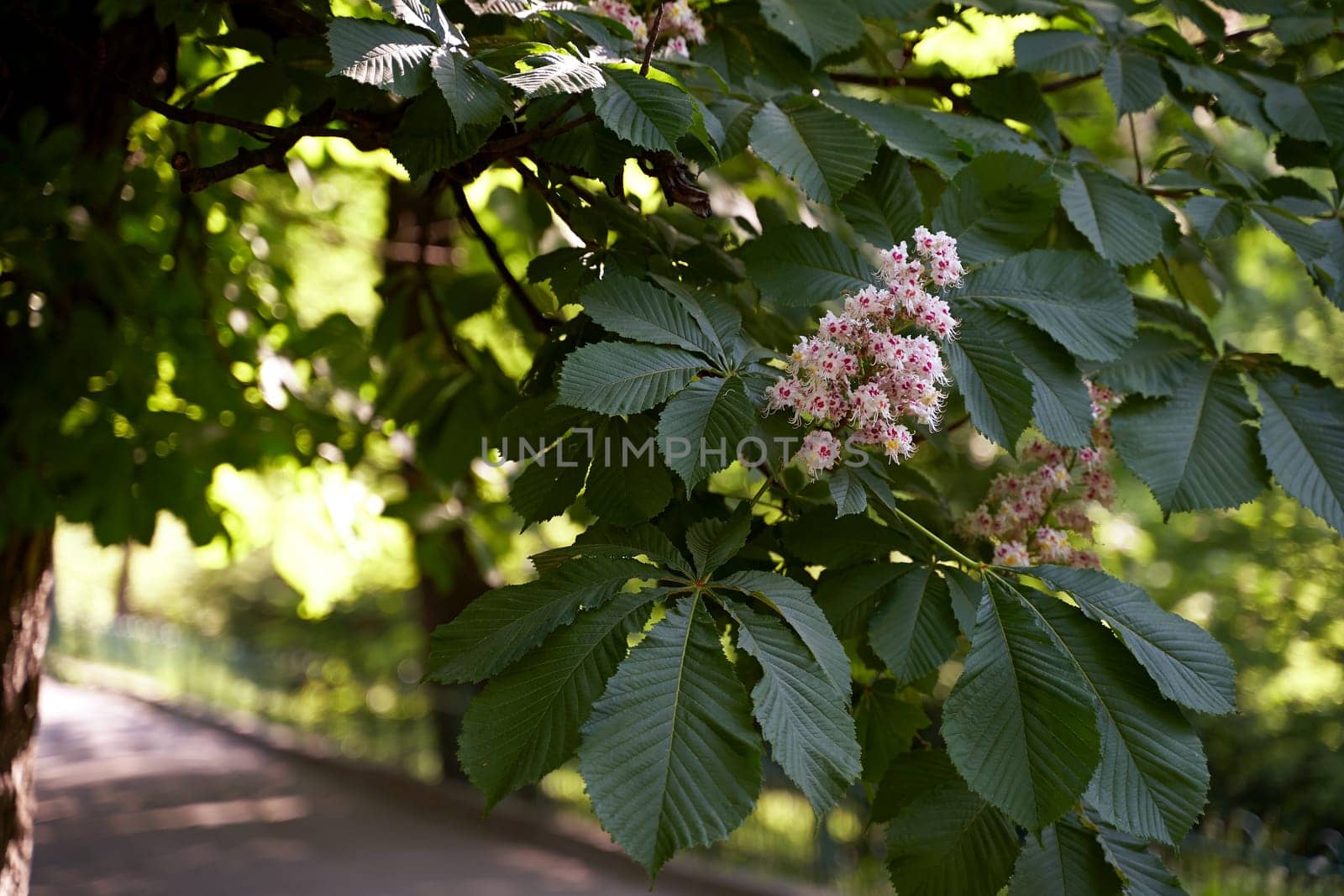 Blooming chestnut tree, a symbol of Kyiv