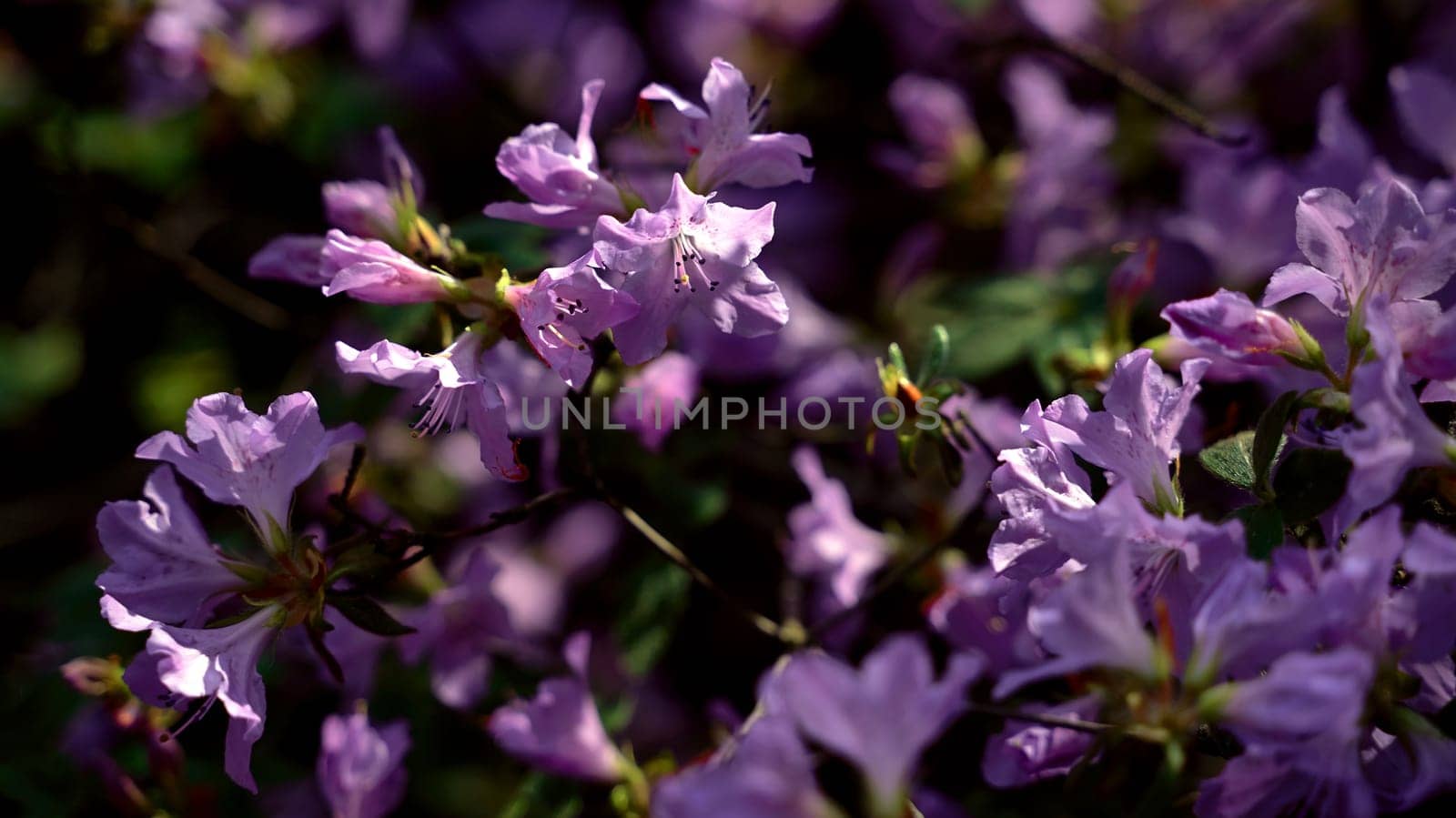 Beautiful violet summer flowers bush in sunlight background by berezko