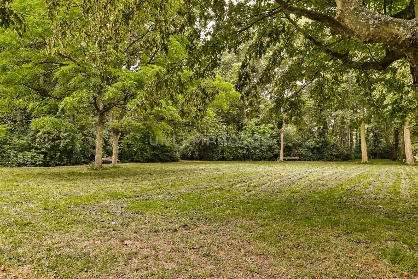 a grassy field with trees in a park by casamedia