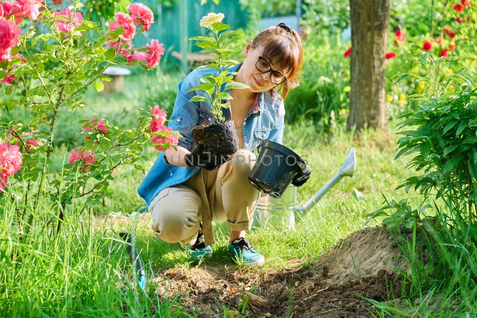 Woman transplanting hydrangea from pot in soil, using garden shovel by VH-studio