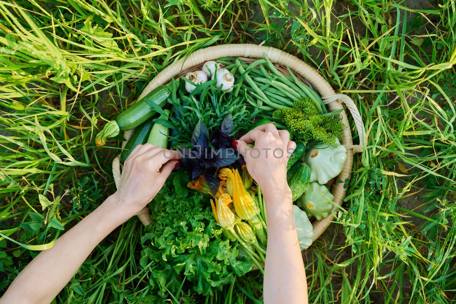 Top view hands picking vegetable green basket, summer harvest, background nature grass in sunlight. Ingredients zucchini cucumbers lettuce leaves garlic squash arugula basil, farmers market