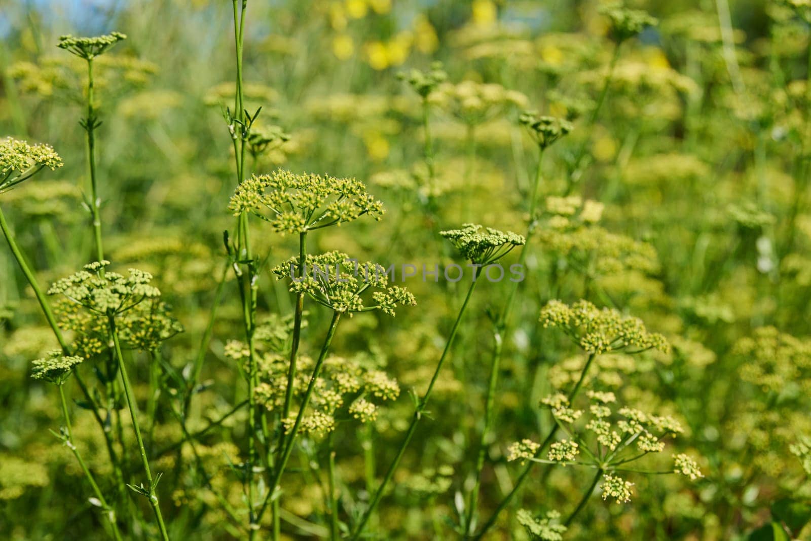 Close up of parsley plant with branches with seeds by VH-studio