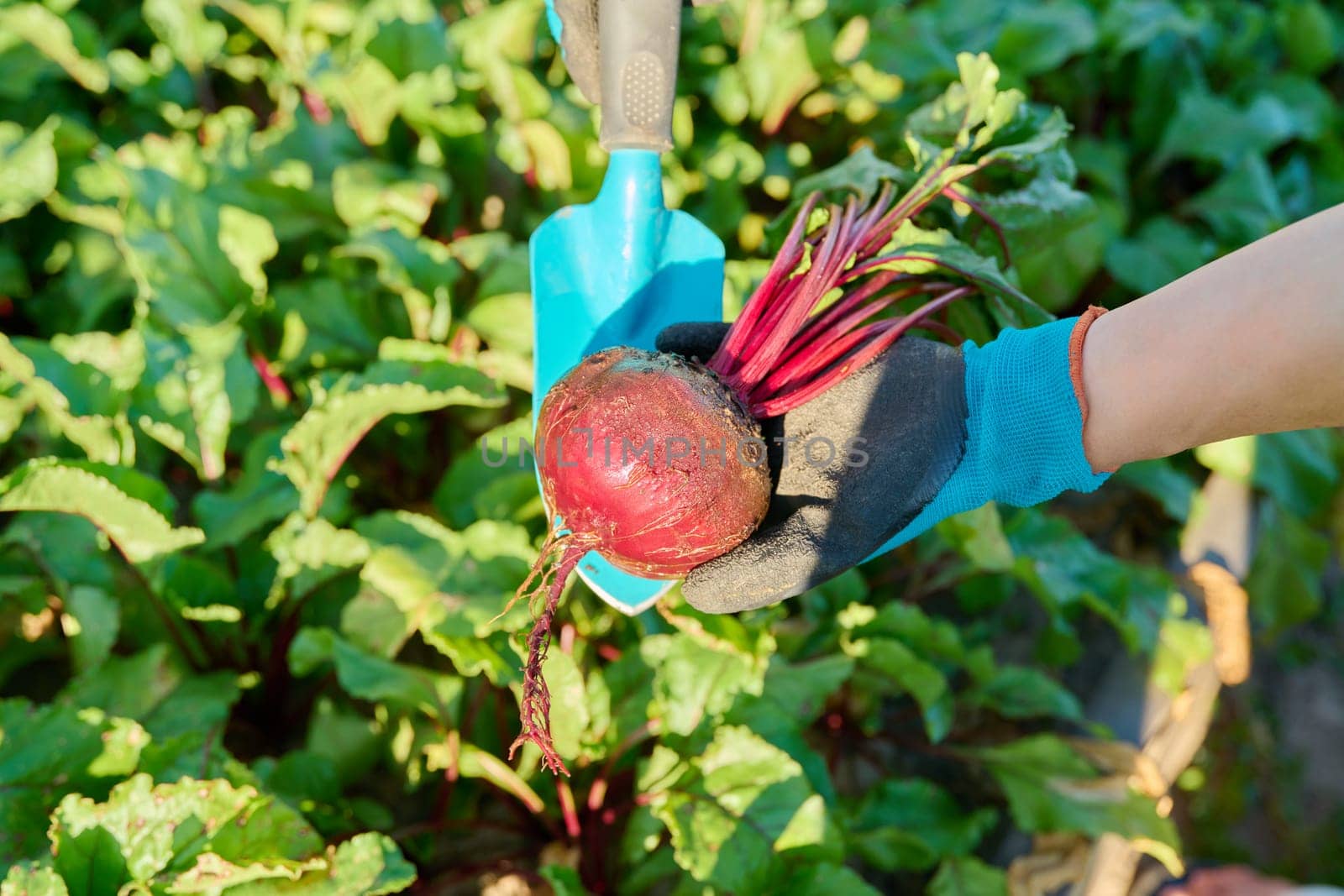 Close-up of beet in hands of female farmer, farmer's market, agriculture, farming, gardening. Natural, bio, organic vegetables, agriculture, harvest, vegetarianism, healthy food concept