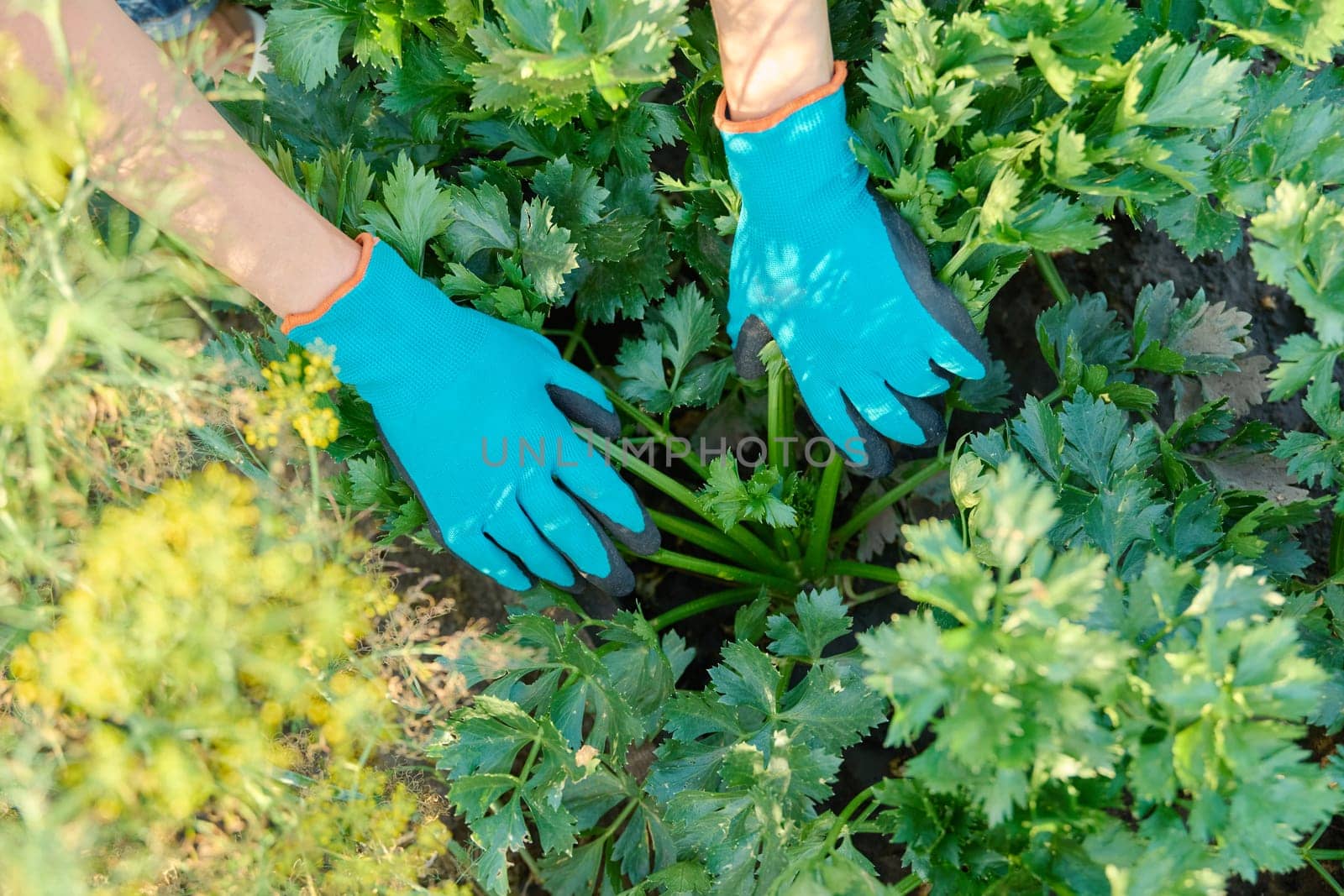 Close-up celery plant growing in a garden bed, farmer's hands showing plant. Agriculture, farmers market, organic vegetables