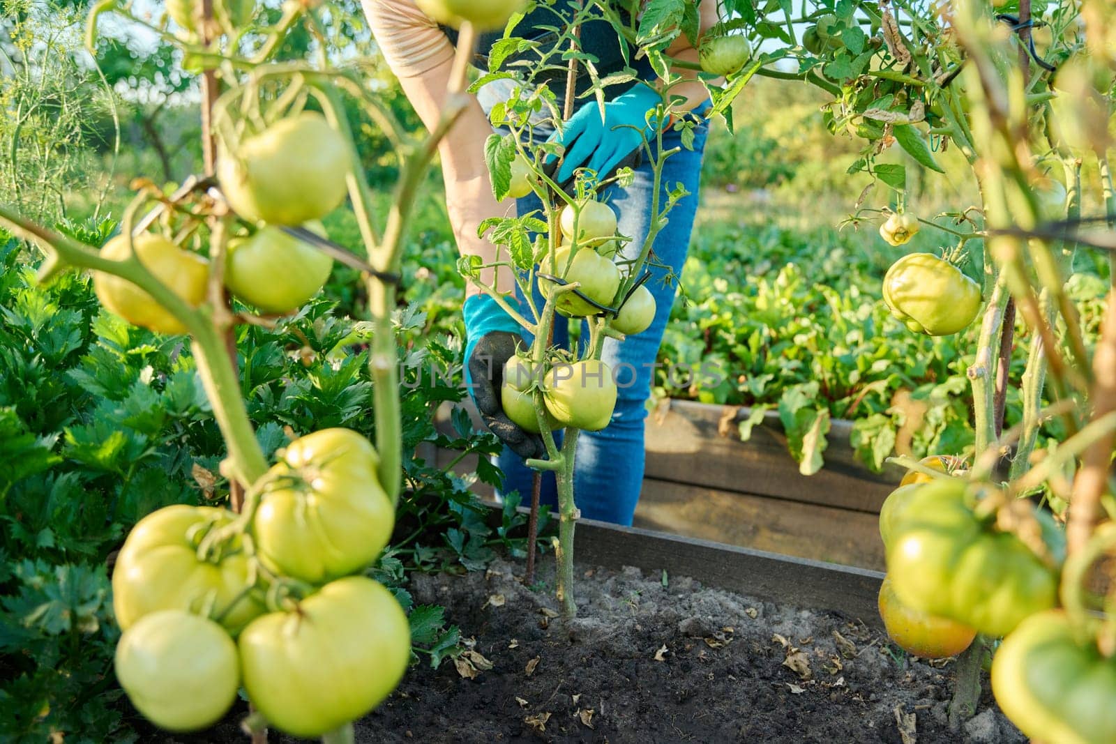 Green ripening tomatoes on bushes in garden bed, hands of woman farmer with tomatoes. Agriculture, farmers market, organic vegetables