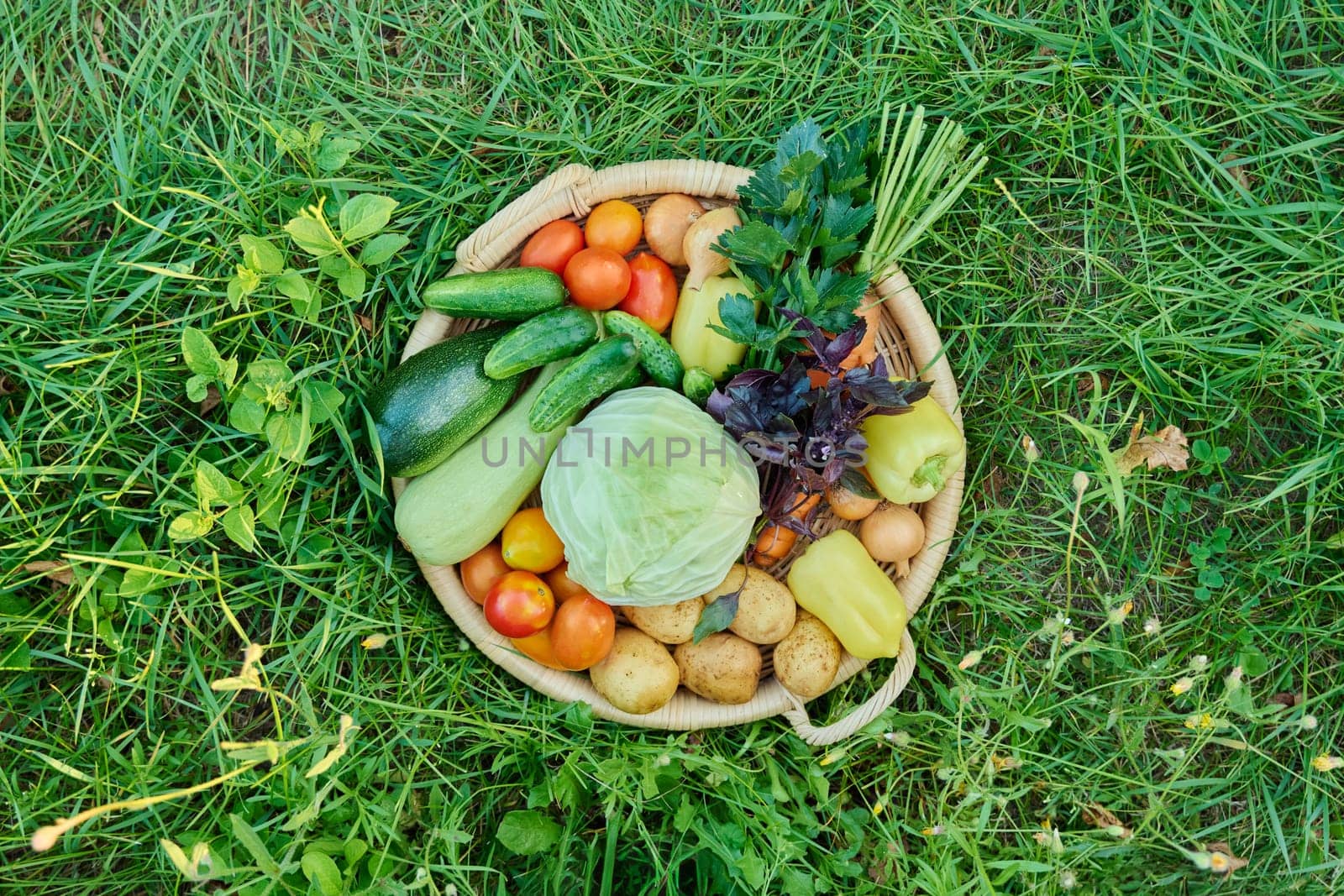 Close up top view of basket with different summer vegetables, background green grass. Ingredients cabbage carrot peppers potatoes onions cucumbers zucchini tomatoes celery basil, farmers market