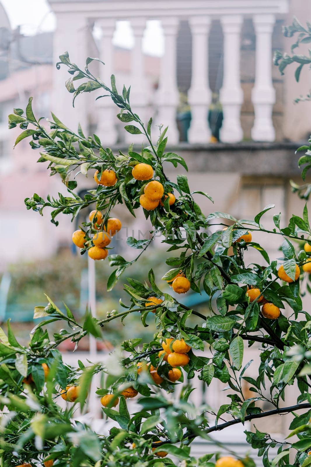 Ripe tangerines on a tree after rain in the garden near the house. High quality photo