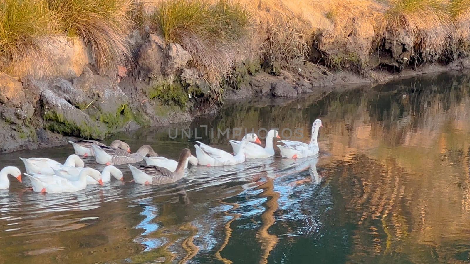 Ducklings in row waddle across rippling lake follow Mother Duck.