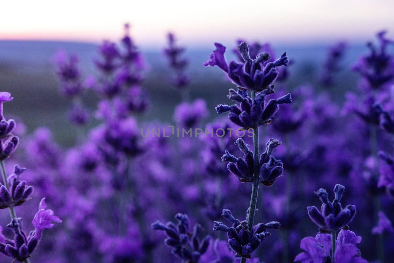 Lavender flower field closeup on sunset, fresh purple aromatic flowers for natural background. Design template for lifestyle illustration. Violet lavender field in Provence, France. by panophotograph