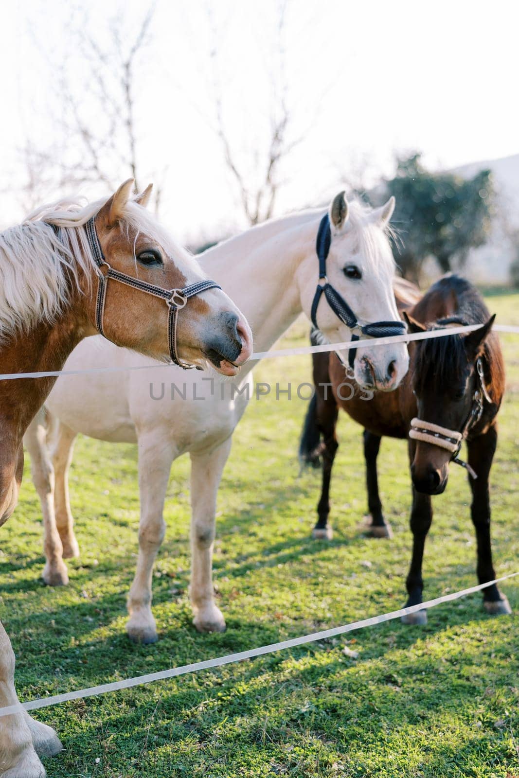 Horses stand on a green pasture peeking out from behind a rope fence by Nadtochiy