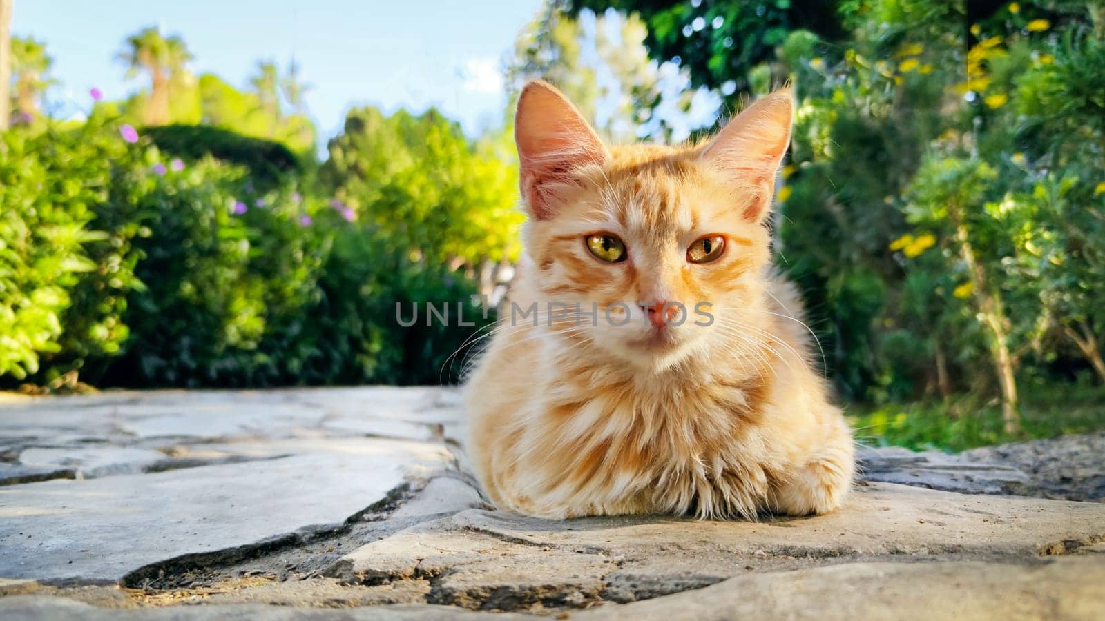 Red cat sits on path in park against background of green plants and looks into camera.