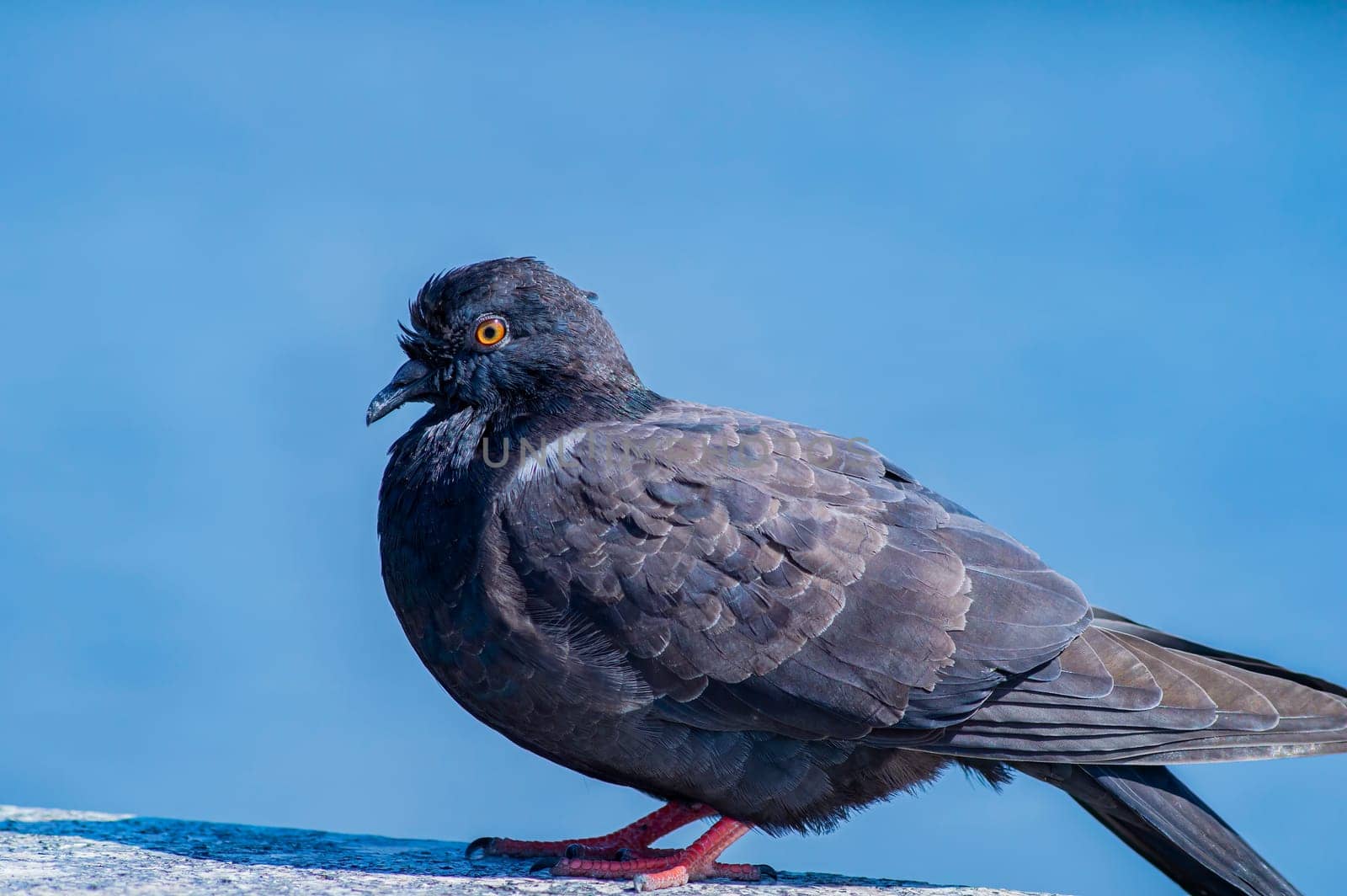 Black pigeon of the columbidae bird family. Animals in the wild. Columba birds. Beauty in nature. Background image.