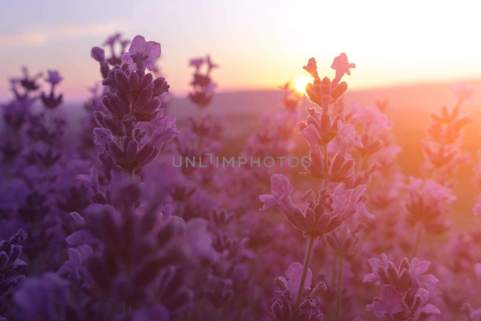 Lavender flower field closeup on sunset, fresh purple aromatic flowers for natural background. Design template for lifestyle illustration. Violet lavender field in Provence, France. by panophotograph