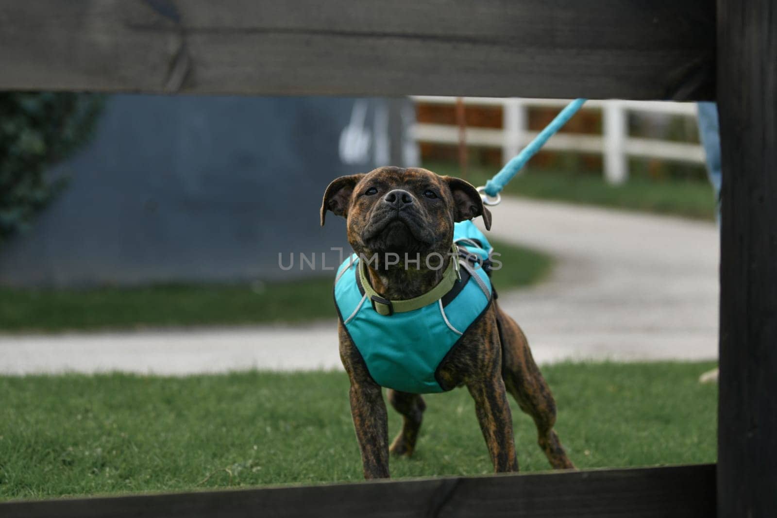 Staffordshire terrier walks in the park on a leash