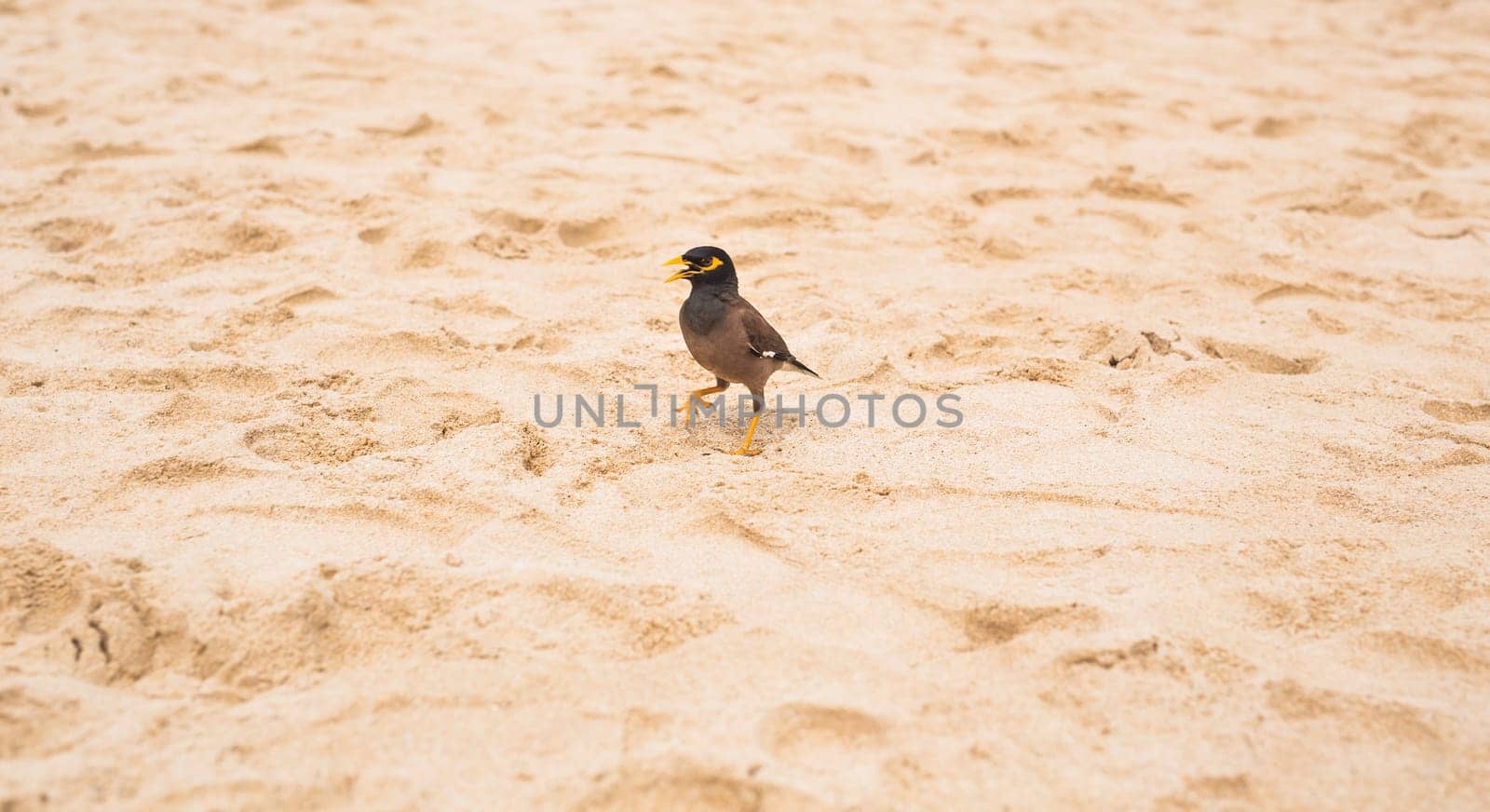 Hill Myna outdoors by Satura86