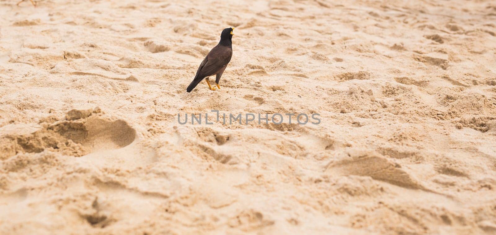 Hill Myna on the beach. Bird standing on the sand