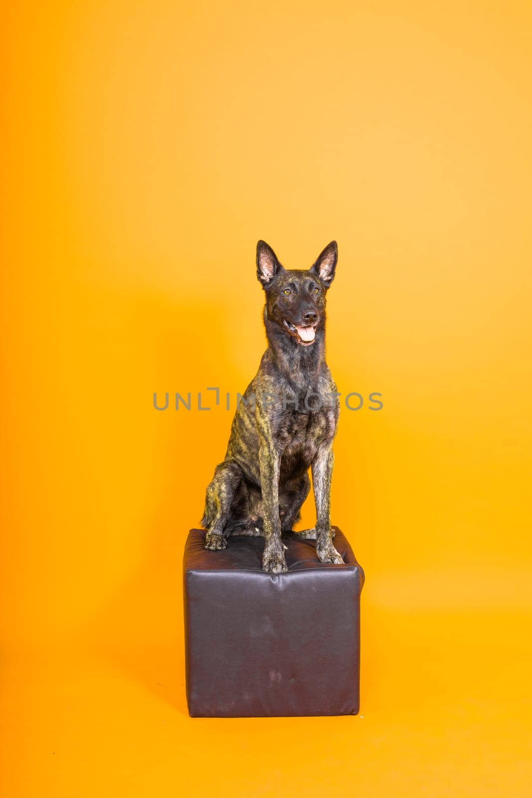 Dutch Shepherd Puppy Dog portrait in studio closeup, dark, red background by Zelenin