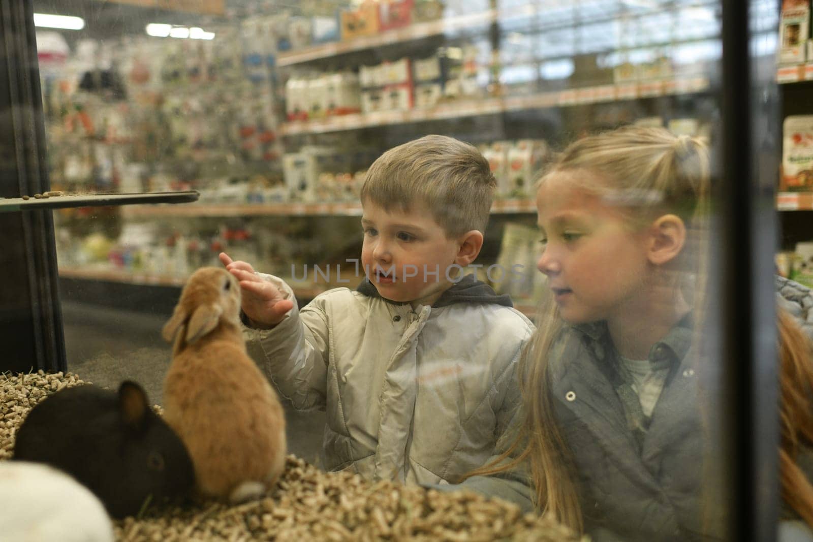Rabbits for sale behind the glass showcase in a pet store and the kids