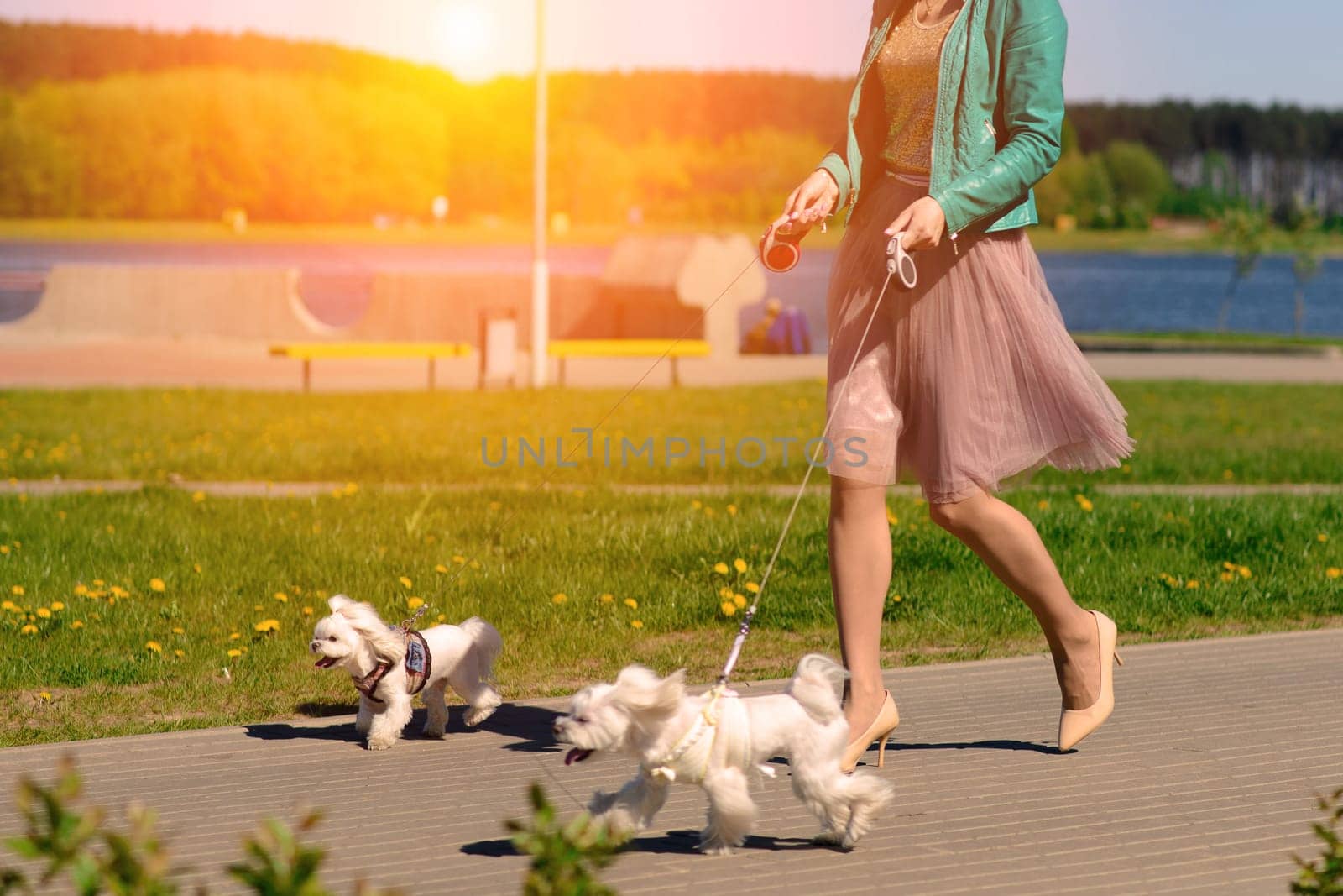 Young girl with her dog. Puppy white dog is running with it's owner. Concept about friendship, animal and freedom. by Zelenin