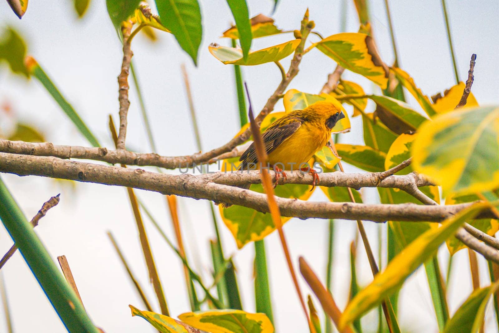 Asian Golden Weaver male ( Ploceus hypoxanthus ).. birds standing on top of dry grass