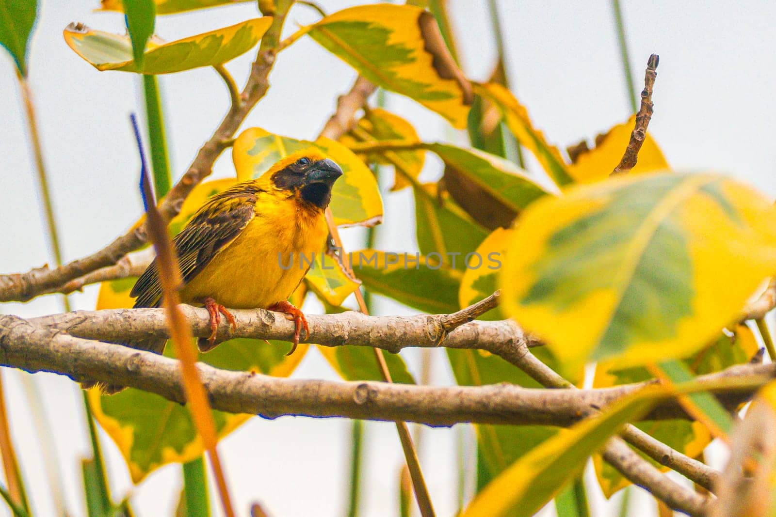 Asian Golden Weaver male ( Ploceus hypoxanthus ).. birds standing on top of dry grass