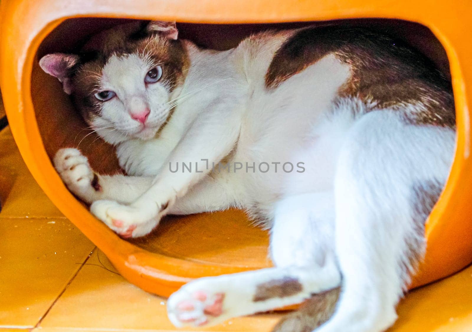 Close up of playful beautiful brown and white cat with stunning blue eyes in pottery