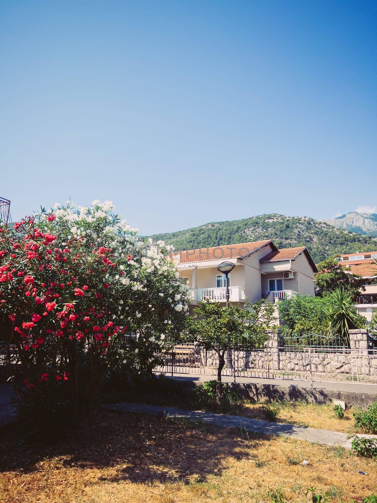 Blooming red and white bushes near the house at the foot of the mountains. High quality photo