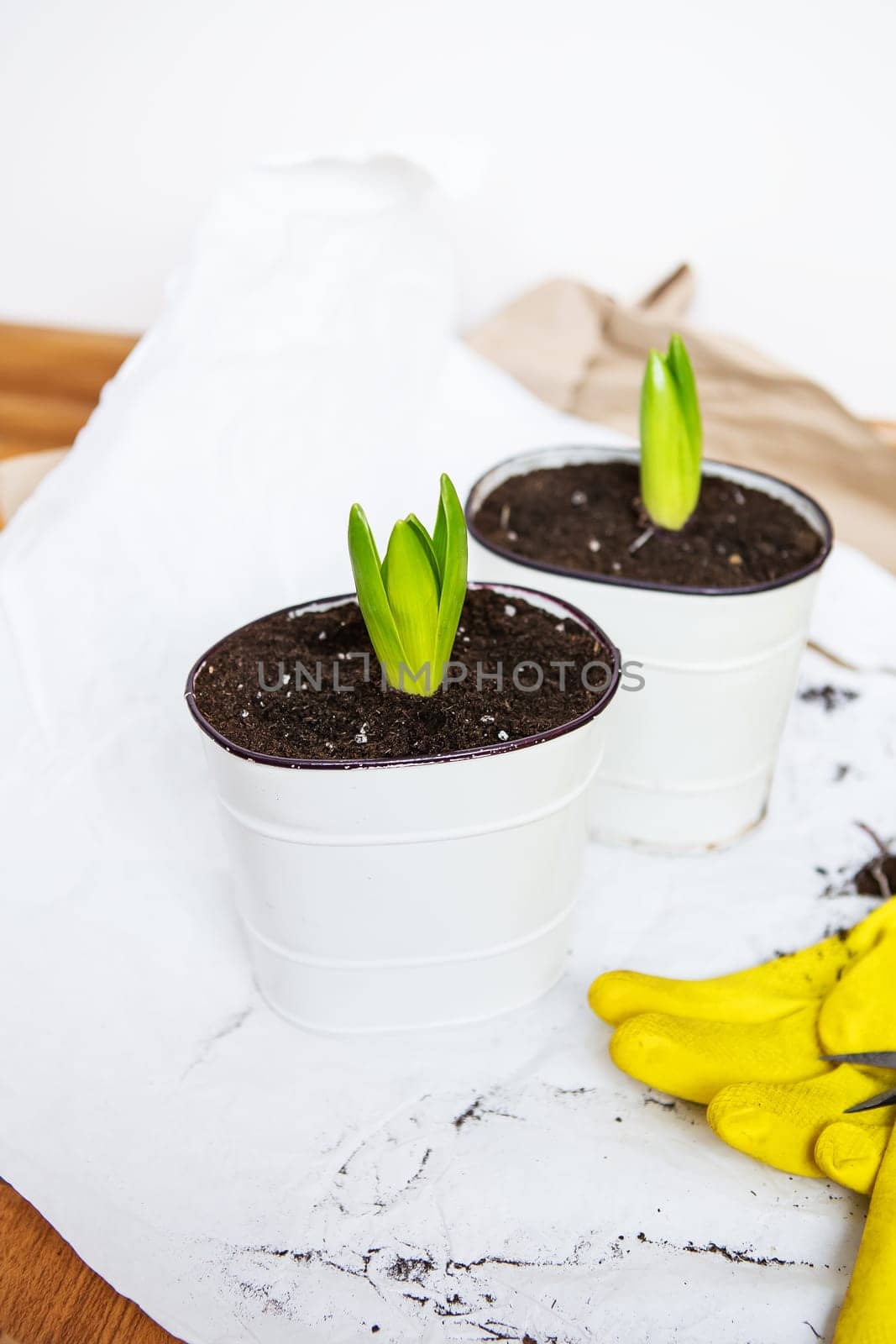 Transplanting hyacinth bulbs into pots, gardening tools lie in the background, yellow gloves. Gardening concept